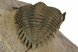 Stunning Metacanthina Trilobite - Lghaft, Morocco #350523-5